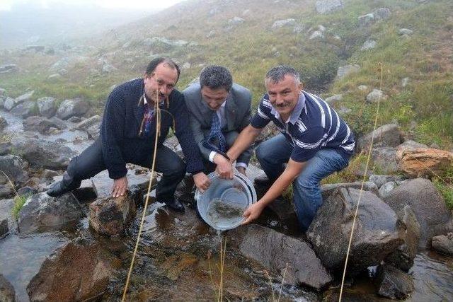 Ordu’nun Derelerine 16 Bin Alabalık Yavrusu Salındı