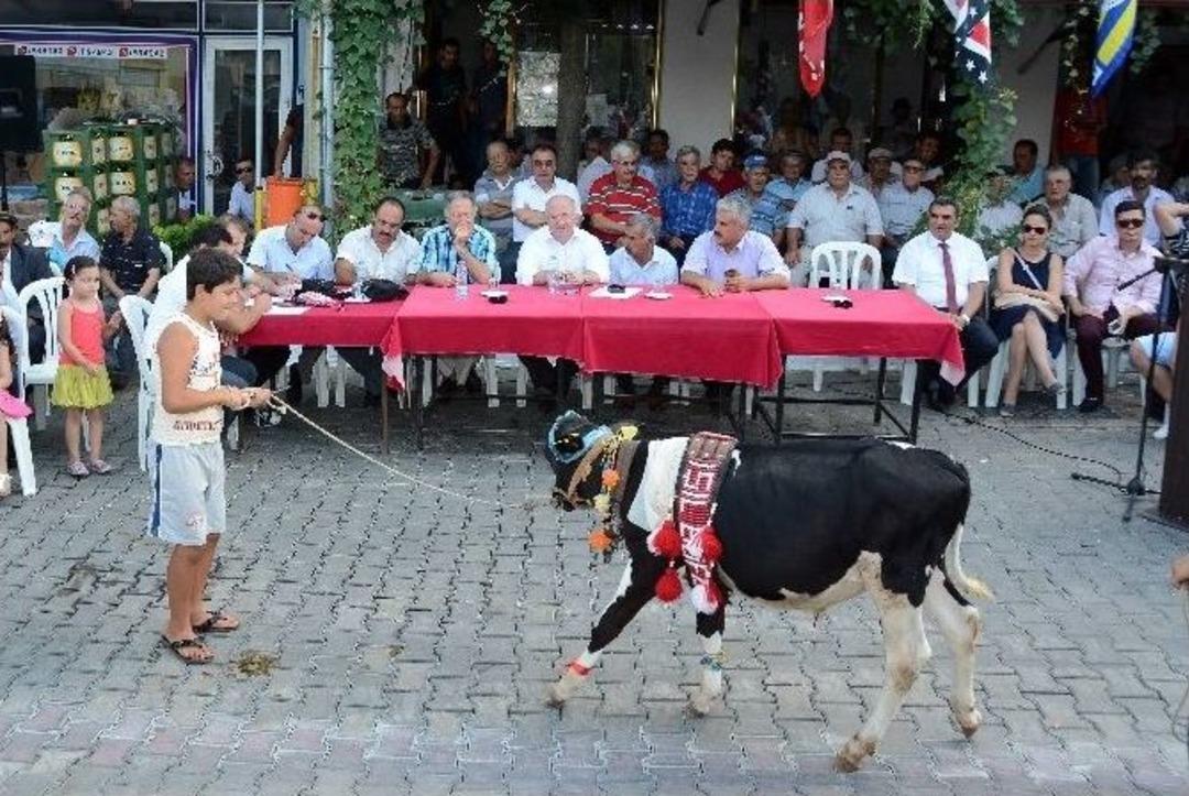 Buzağıların Poydum Sınavı