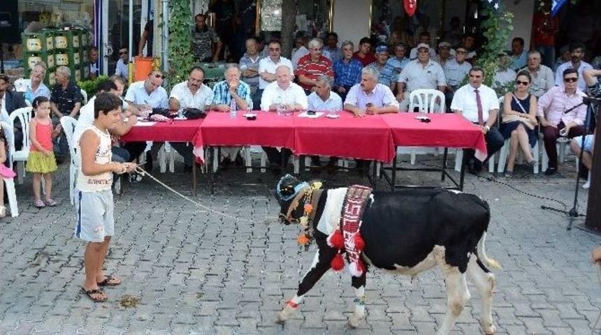 Buzağıların Poydum Sınavı