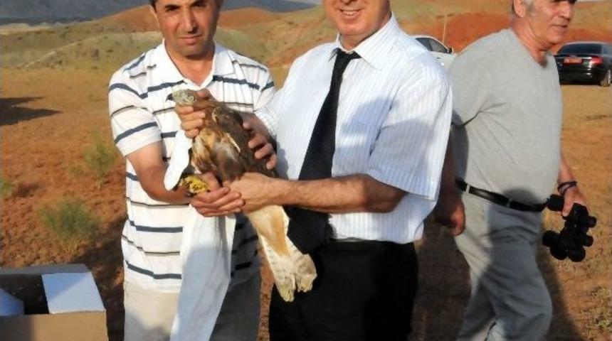 Iğdır’da Tedavisi Yapılan Şahinler Doğaya Bırakıldı