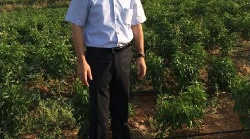 Yeşil Biber &Ccedil;ift&ccedil;inin Y&uuml;z&uuml;n&uuml; G&uuml;ld&uuml;r&uuml;yor