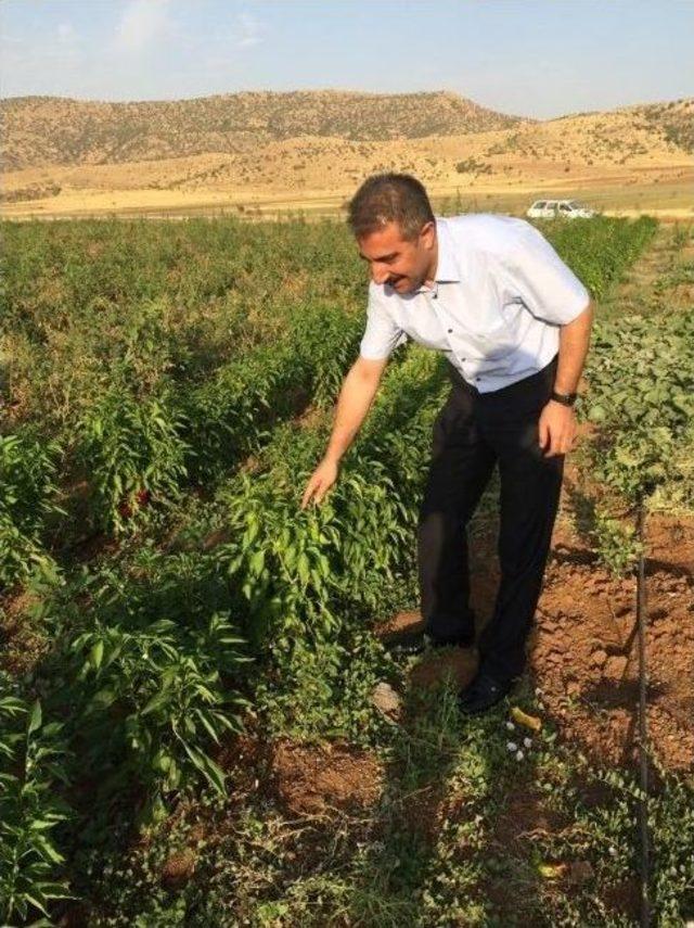 Yeşil Biber Çiftçinin Yüzünü Güldürüyor