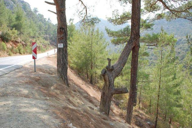 Silifke’de Kökleri Ayrı Gövdeleri Bitişik Ağaç Görenleri Şaşırtıyor