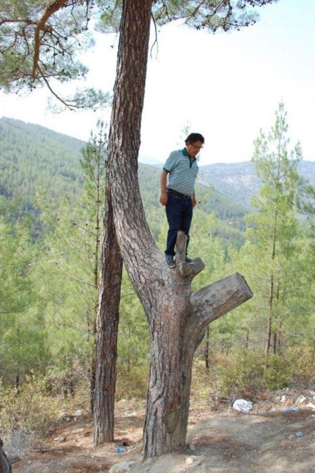 Silifke’de Kökleri Ayrı Gövdeleri Bitişik Ağaç Görenleri Şaşırtıyor