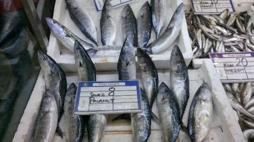 Karadeniz&rsquo;de Fırtına &Ccedil;ingene Palamudun Fiyatını Artırdı