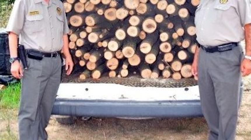 Ormandan Ağa&ccedil; Keserken Yakalandı