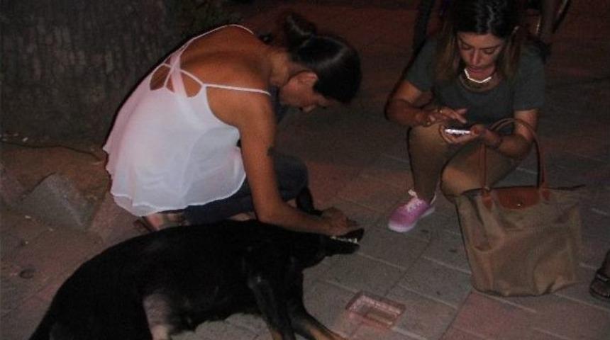 Yaralı K&ouml;peğe İlk M&uuml;dahaleyi Hayvansever Vatandaş Yaptı