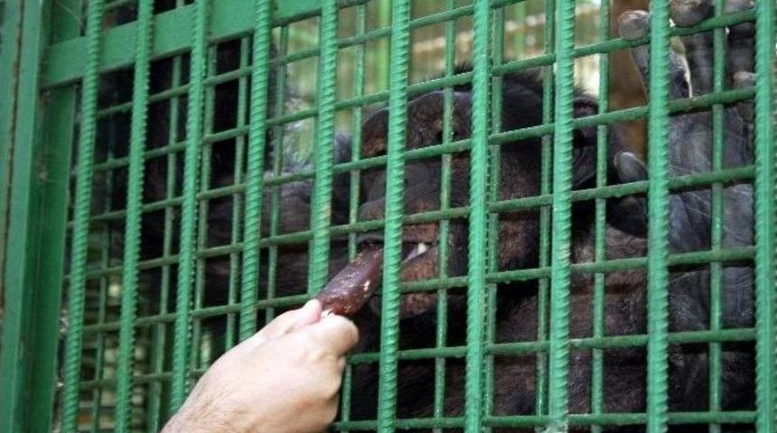 Maymunlara Dondurmalı Serinlik