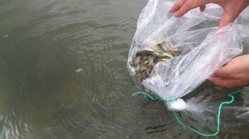 Bilecik G&ouml;letleri Balıklandırılıyor