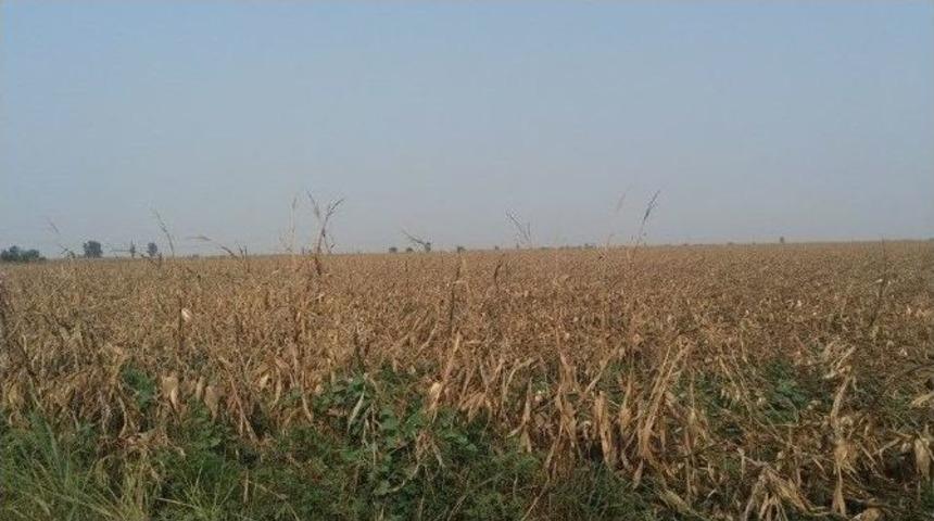 Hortum Mısır Tarlasını Yerle Bir Etti
