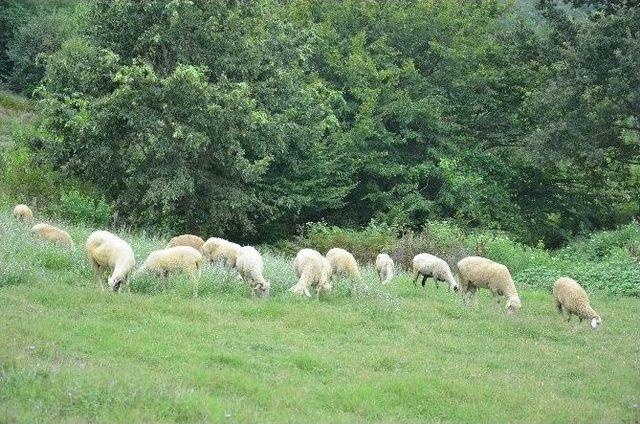 (özel Haber) Kocaeli’de Kurban Bayramı Öncesinde Hayvan Üreticileri Şokta