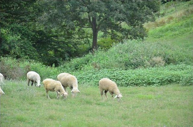 (özel Haber) Kocaeli’de Kurban Bayramı Öncesinde Hayvan Üreticileri Şokta