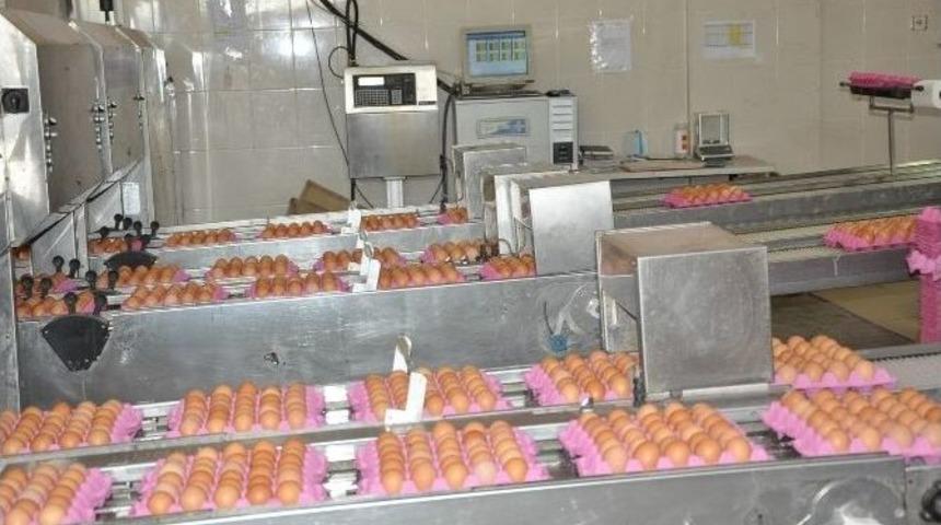 Sandıklı&rsquo;da Tavuk &Ccedil;iftliklerinin K&ouml;t&uuml; Koku Yaydığı İddiası