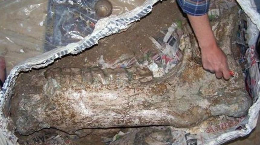 30 Milyon Yıllık Gergedan Fosili Tarihe Işık Tutacak