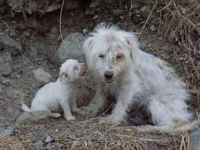 Hayvanlar İçin Foça’da Balkan Rüzgarı