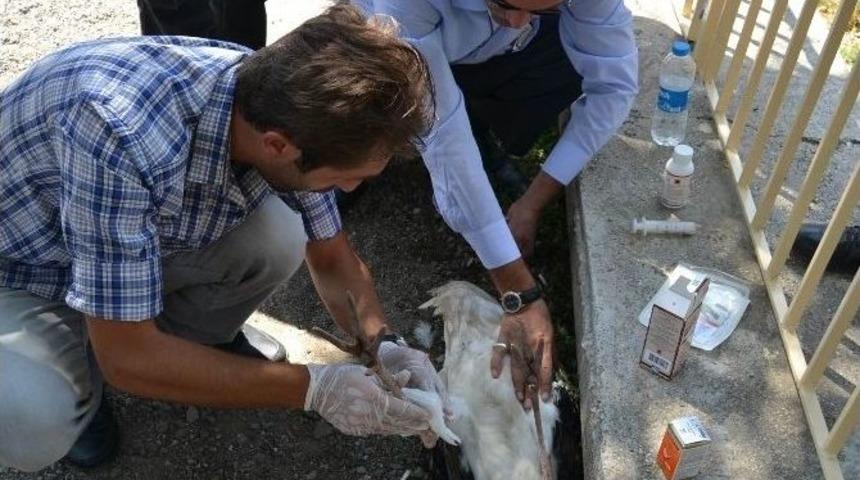 Yaralı Leylek Tedavi Altına Alındı