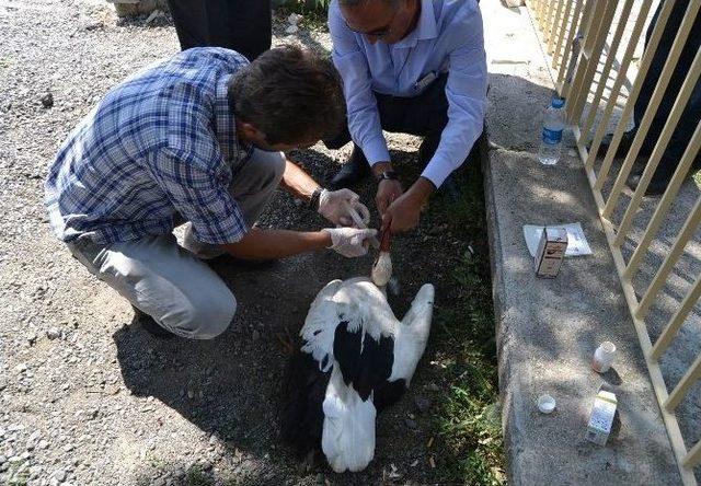 Yaralı Leylek Tedavi Altına Alındı