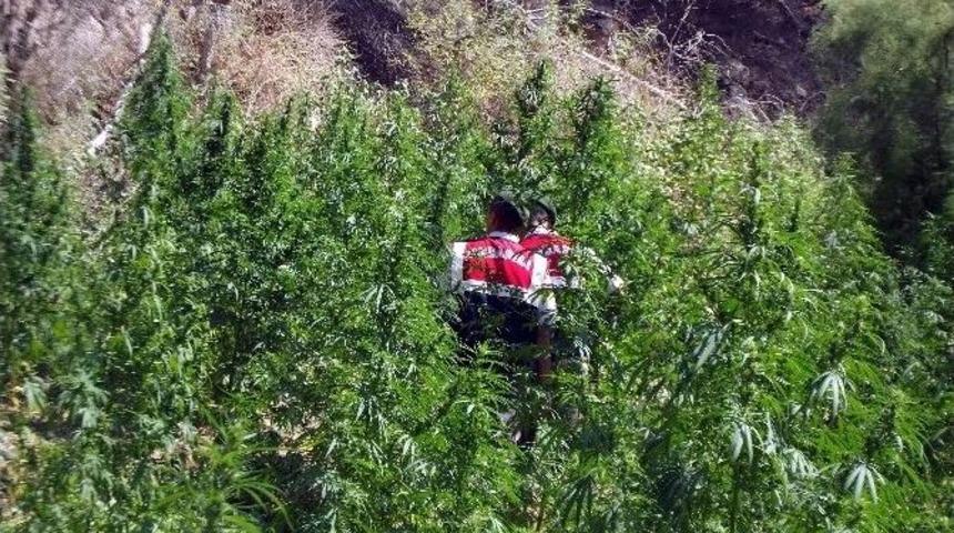 Kenevir Tarlasına Baskın