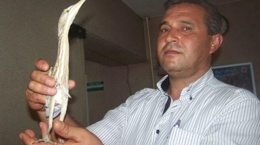 G&ouml;&ccedil; Yolunda Yaralanan Balaban Kuşu Koruma Altında