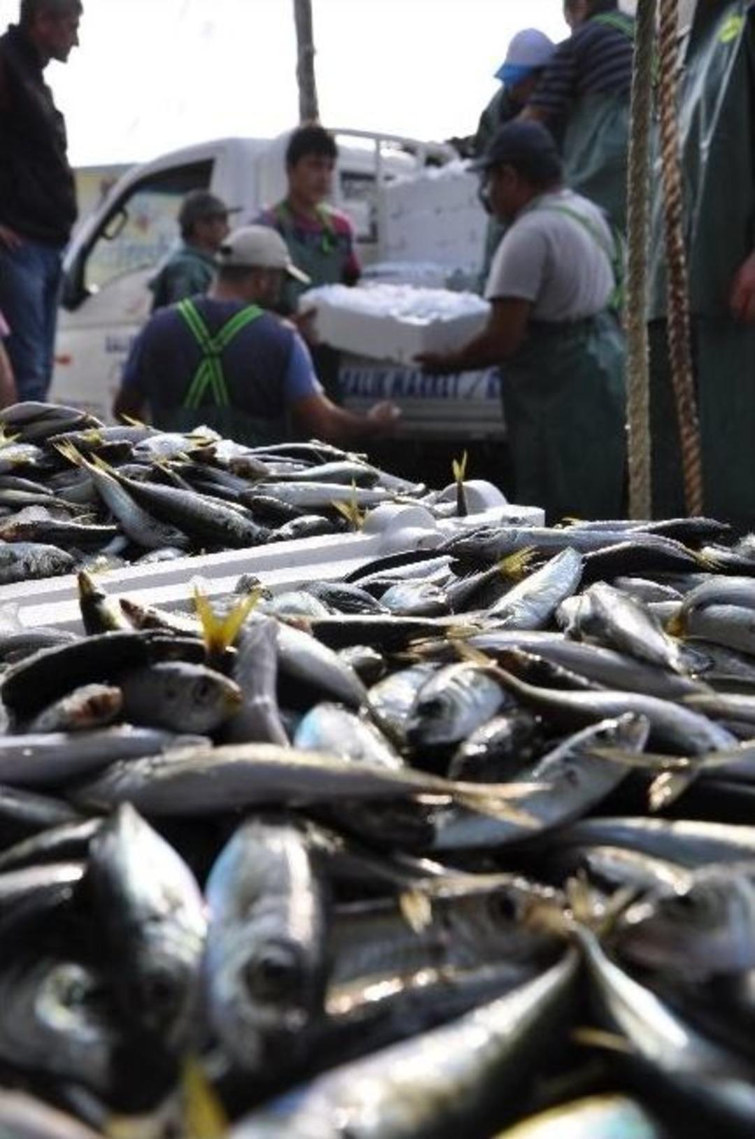 Balık&ccedil;ıların Y&uuml;z&uuml; G&uuml;ld&uuml;