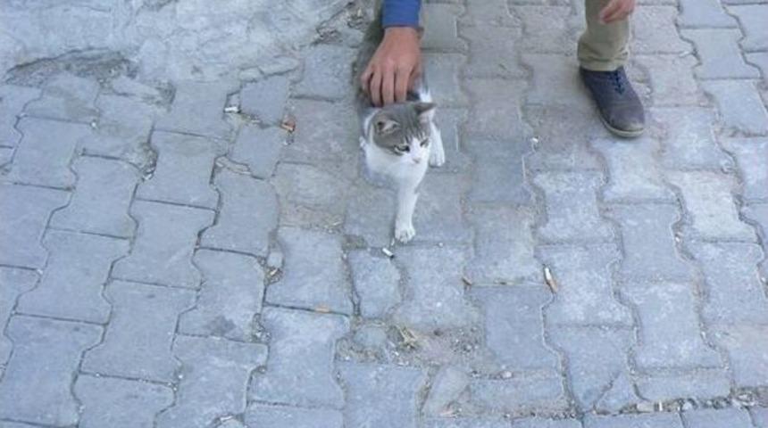 Seyitgazi&rsquo;nin &Uuml;&ccedil; Bacaklı Sevimli Kedisi