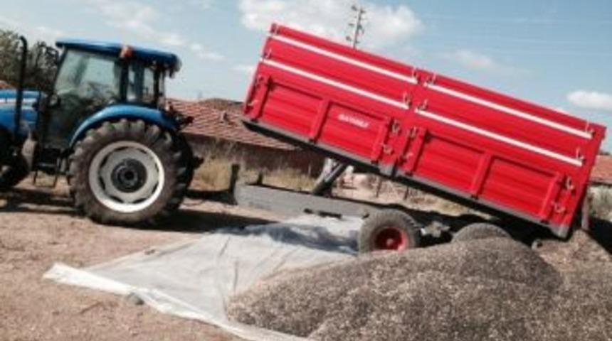 Bayrami&ccedil;&rsquo;te Ay&ccedil;i&ccedil;eği Hasadı Başladı