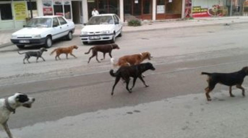 Başıboş K&ouml;pekler Sokaklarda Korku Sa&ccedil;ıyor