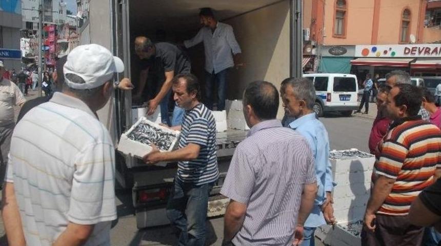 Av Yasağı Kalktı, Hamsi Tezgahlardaki Yerini Aldı