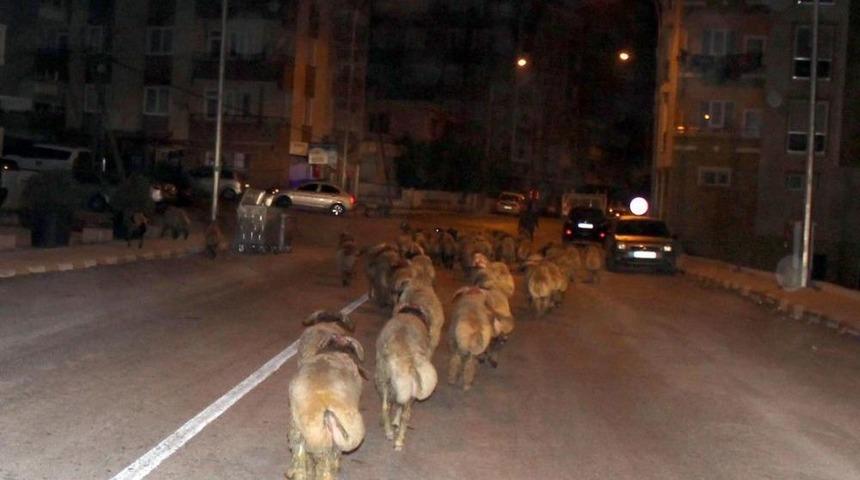 Hatay'da Hayvan Ka&ccedil;ak&ccedil;ılığı
