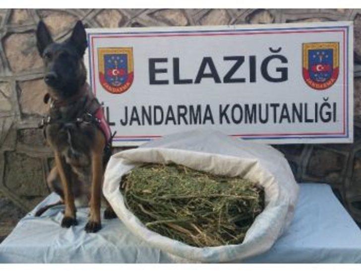 Elazığ’da Jandarma 10 Kilogram Esrar Ele Geçirdi