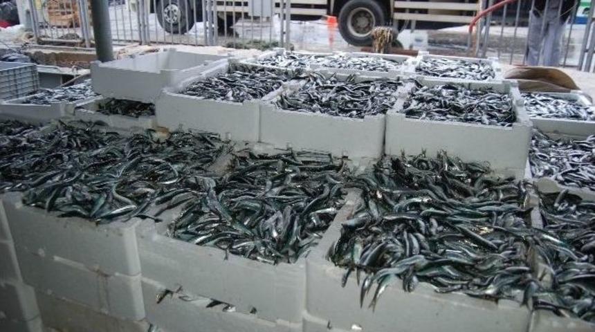 Tezgahlarda Sardalye Bereketi