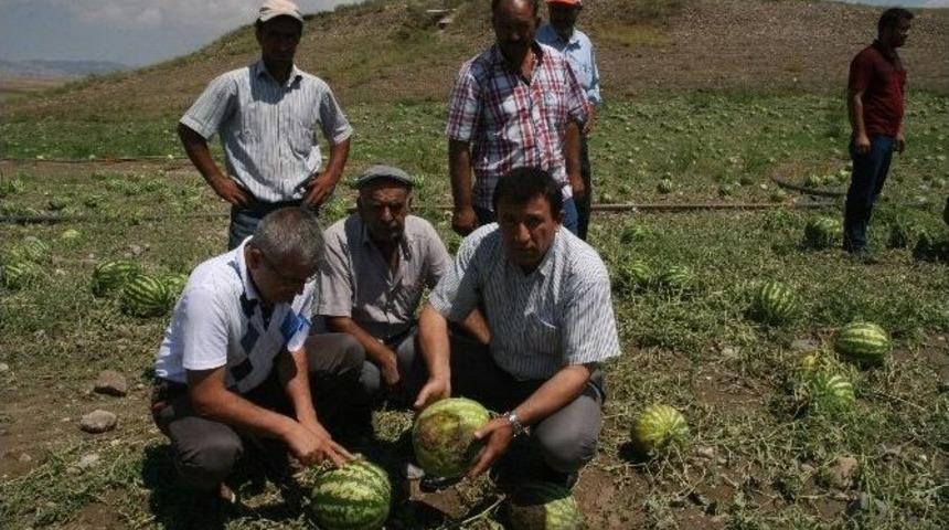 Yozgat&rsquo;ta Karpuz Bazı &Ccedil;ift&ccedil;ilerin Y&uuml;z&uuml;n&uuml; G&uuml;ld&uuml;r&uuml;rken Bazılarını Da &Uuml;zd&uuml;