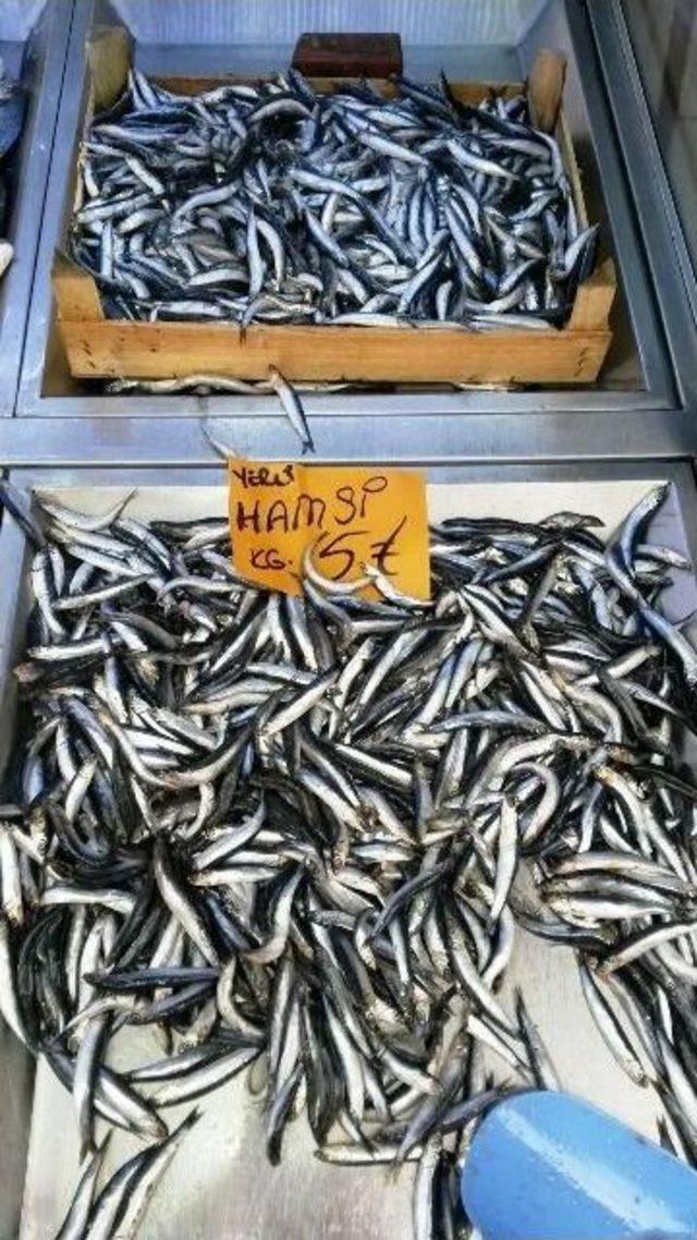 Balık Sezonu Açıldı, İşte Tezgahtaki Fiyatlar