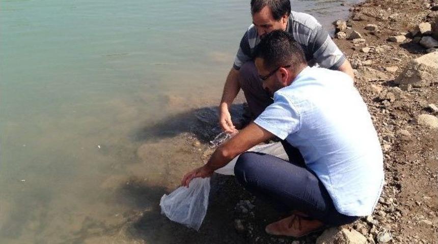 Erdemli’deki Göletlerde Balıklandırma Çalışması