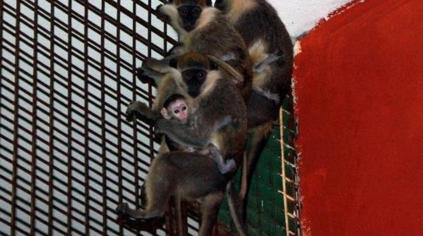 Hayvanat Bah&ccedil;esinin 3 Yeni &Uuml;yesi Maymun, Herkesin İlgi Odağı Oldu