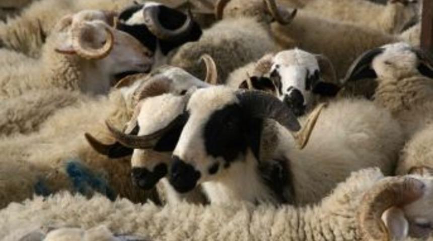 &Uuml;niversiteli Kurbanlıklar Satışa &Ccedil;ıktı