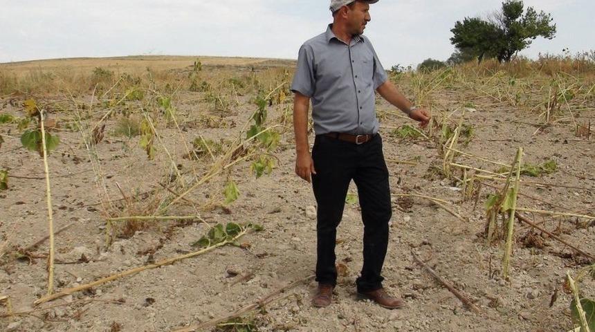 Domuzlar Ay&ccedil;i&ccedil;eği Tarlasına Zarar Verdi