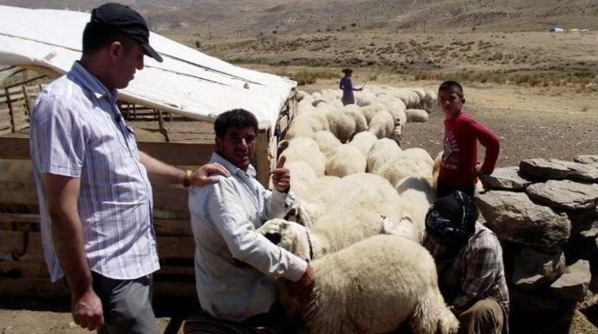 Kuraklık Hayvan &Uuml;reticilerini De Etkiledi