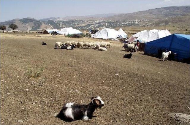 Kuraklık Hayvan Üreticilerini De Etkiledi