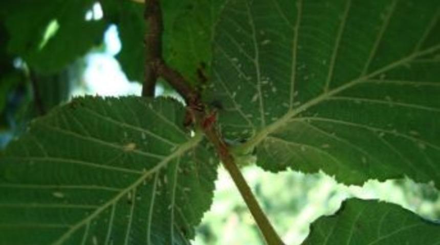 Fındıkta &lsquo;mayıs B&ouml;ceği&rsquo; Uyarısı