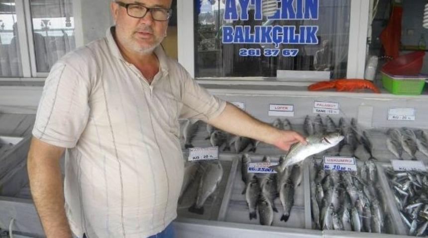 (&ouml;zel Haber) Umduğunu Bulamayan Balık&ccedil;ıların Tezgahları Da Boş Kaldı