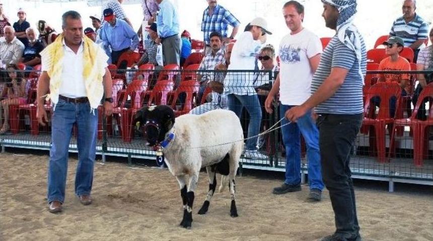 "şampiyon Kuzular" Seferihisar&rsquo;da Yarışacak