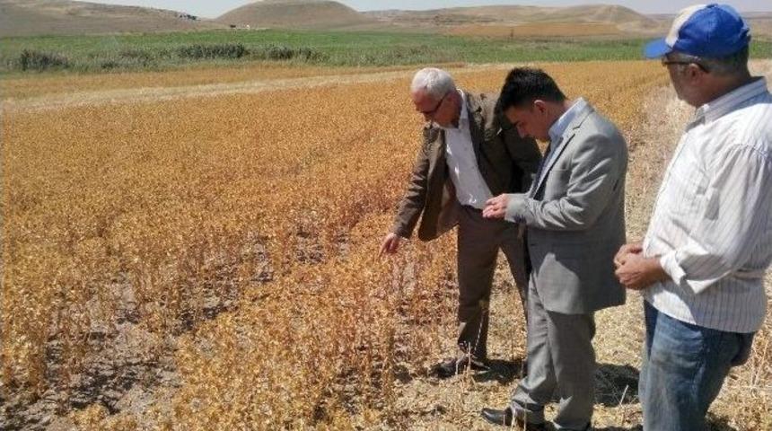 Yozgat&rsquo;ta Aspir Hasadı S&uuml;r&uuml;yor