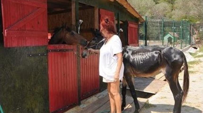 Kazazede Katır Doğal Ortamında