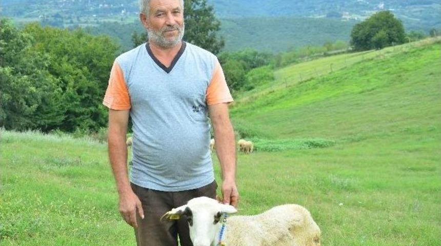 Mavi Dil Hastalığı Nedeniyle Karantina Uygulaması Başlatıldı