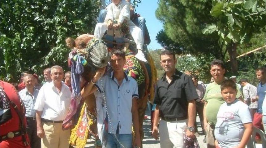 Kışın G&uuml;reşen Develer, Yazın Da S&uuml;nnet Gezdiriyor