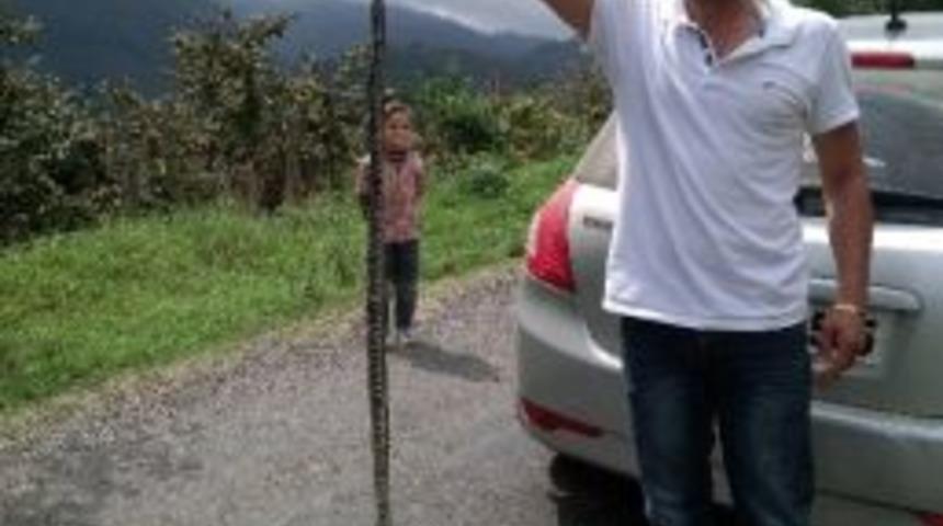 Ak&ccedil;akoca&rsquo;da Yılan Saldırısına Dikkat