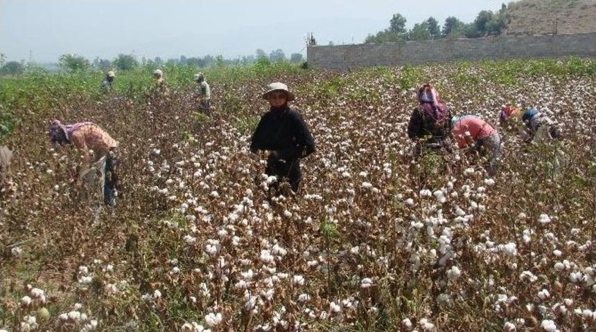 Pamuk Hasadı Başladı, &Uuml;retici Fiyat Bekliyor