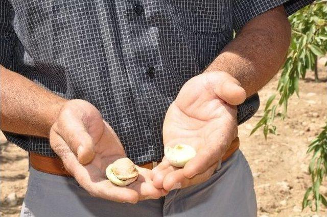 Çiftçinin Yeni Umudu ‘badem’ Oldu