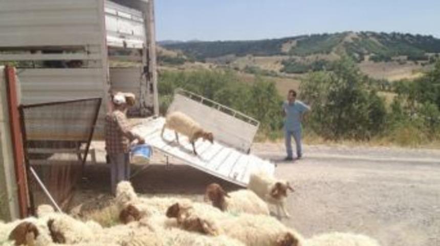 Başkent&rsquo;ten T&uuml;rkmenistan&rsquo;a Koyun İhracatı